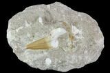 Otodus Shark Tooth Fossil in Rock - Eocene #111046-1